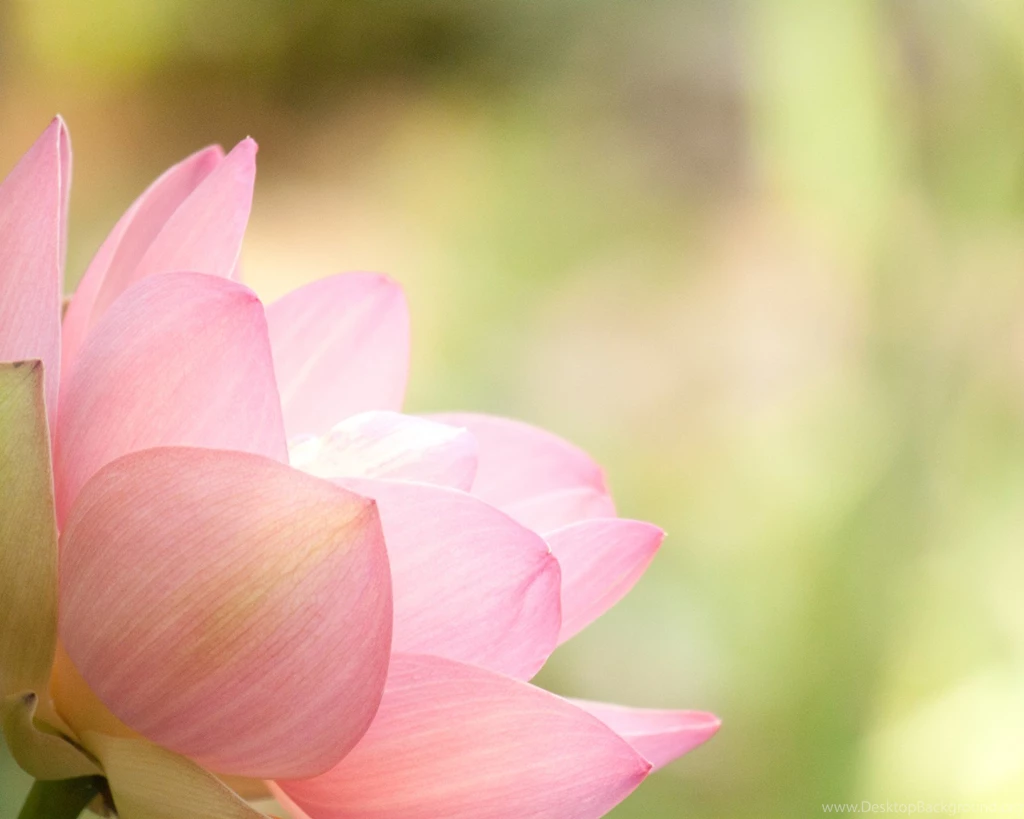Angled Pink Lotus Wallpapers The Pond Blog