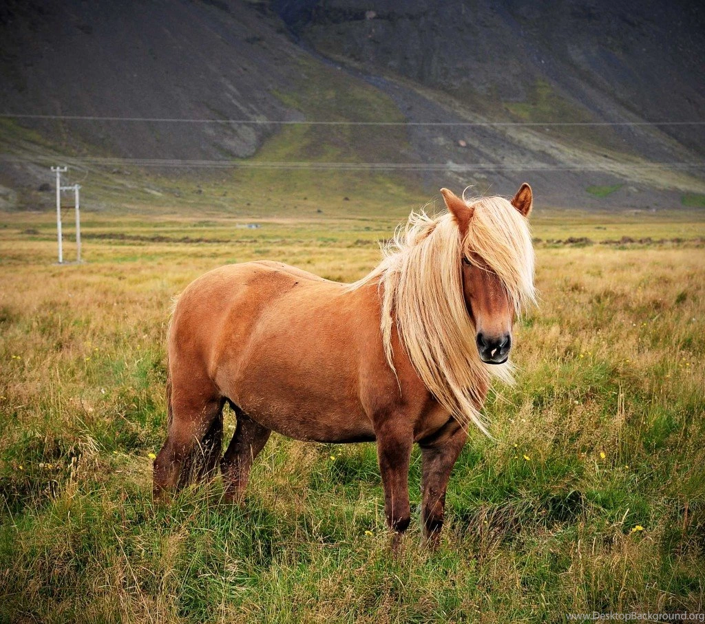 Horse Backgrounds For My Computer, Wallpaper, Horse Backgrounds ...