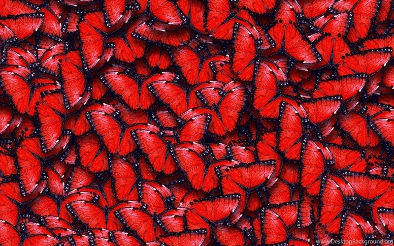 Red Butterfly Pattern Wallpapers
