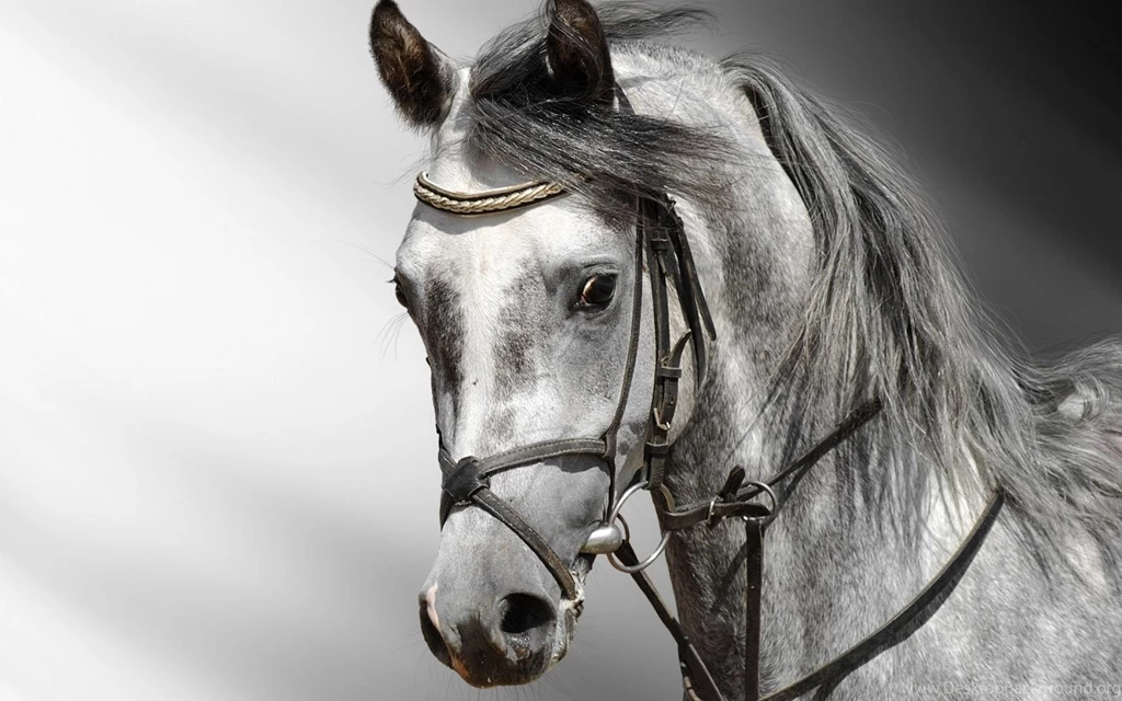 White Horse Wallpaper Images : Animal Wallpapers Rakaruan.com