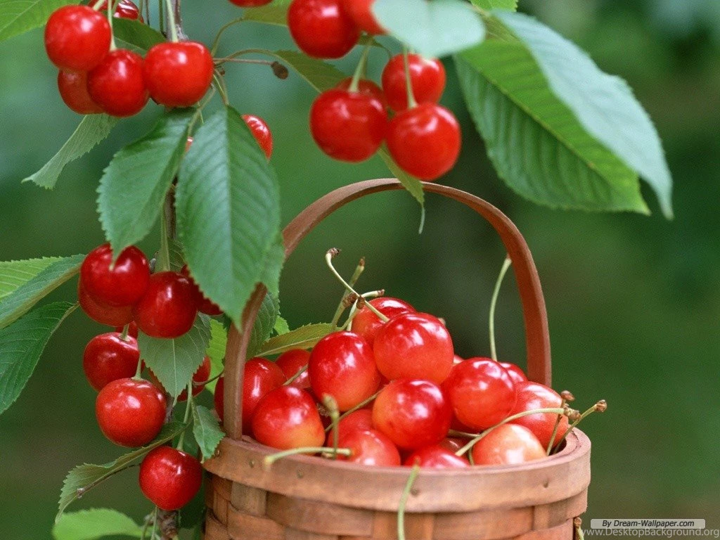 Cherry Wallpapers