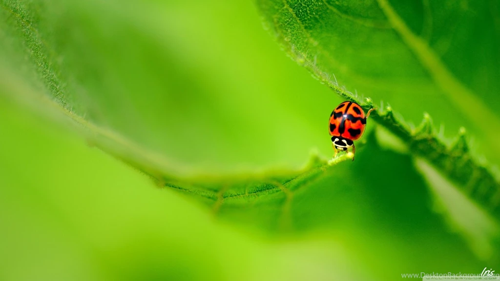 Ladybug On A Green Leaf HD Desktop Wallpapers : Widescreen : High ...