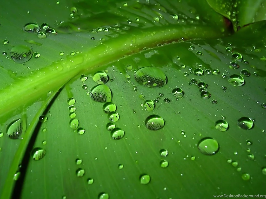 1024x768 Green Leaf Desktop PC And Mac Wallpapers