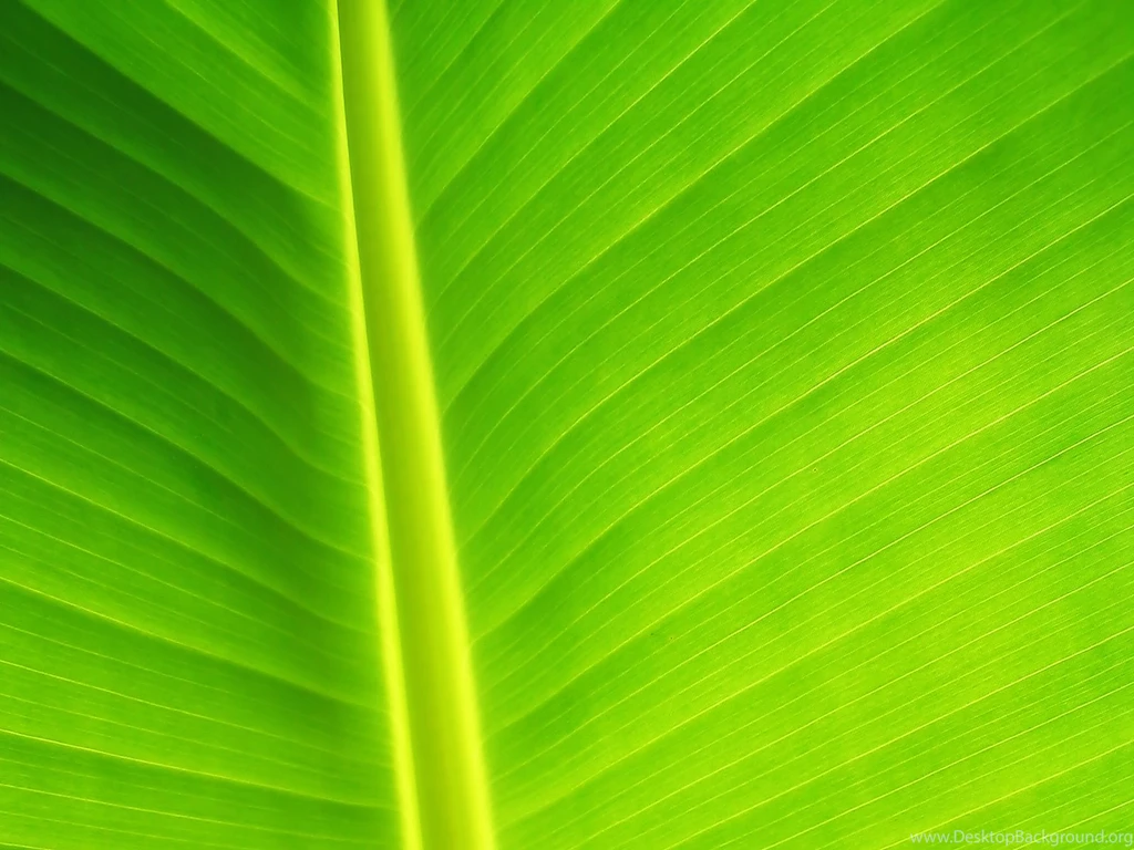 1600x1200 Green Leaf Desktop PC And Mac Wallpapers