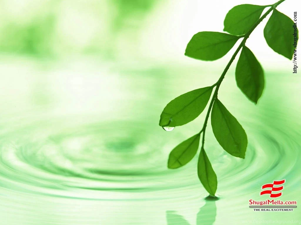 Wallpapers Leaf Free Leaves Green Nature 1024x768