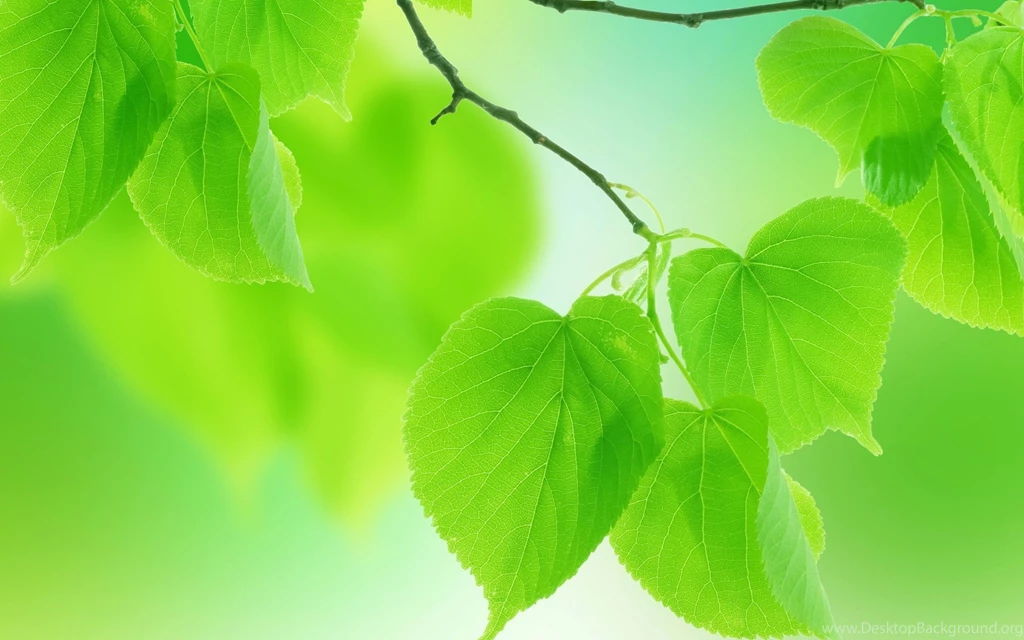 Leaves Green Close up Branch Wallpapers