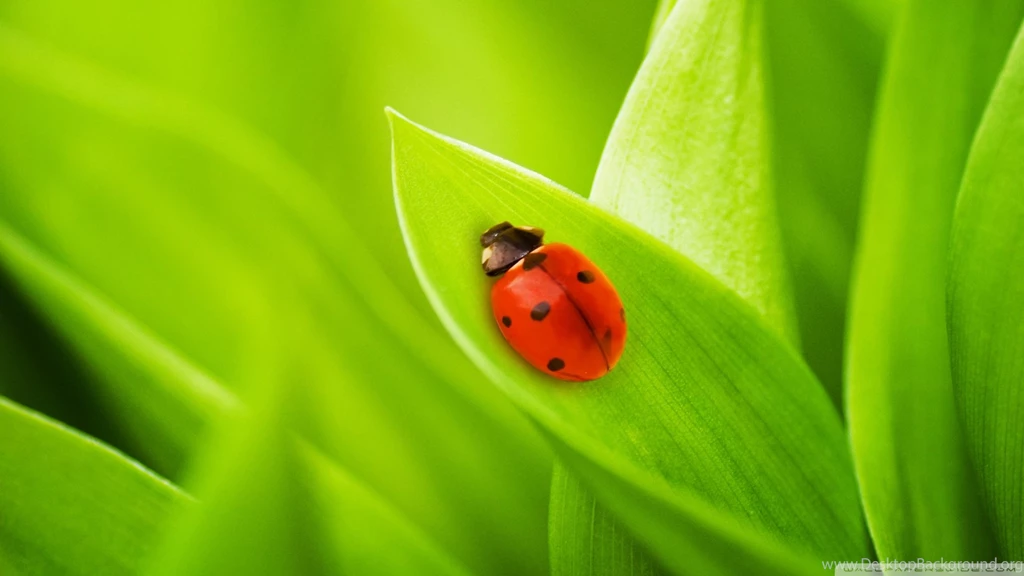 Leaf HD Wallpapers, Bug And Insect Backgrounds