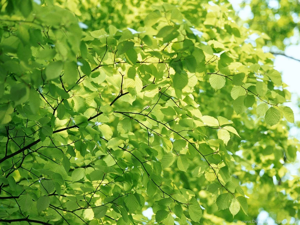 Wallpapers Leaf