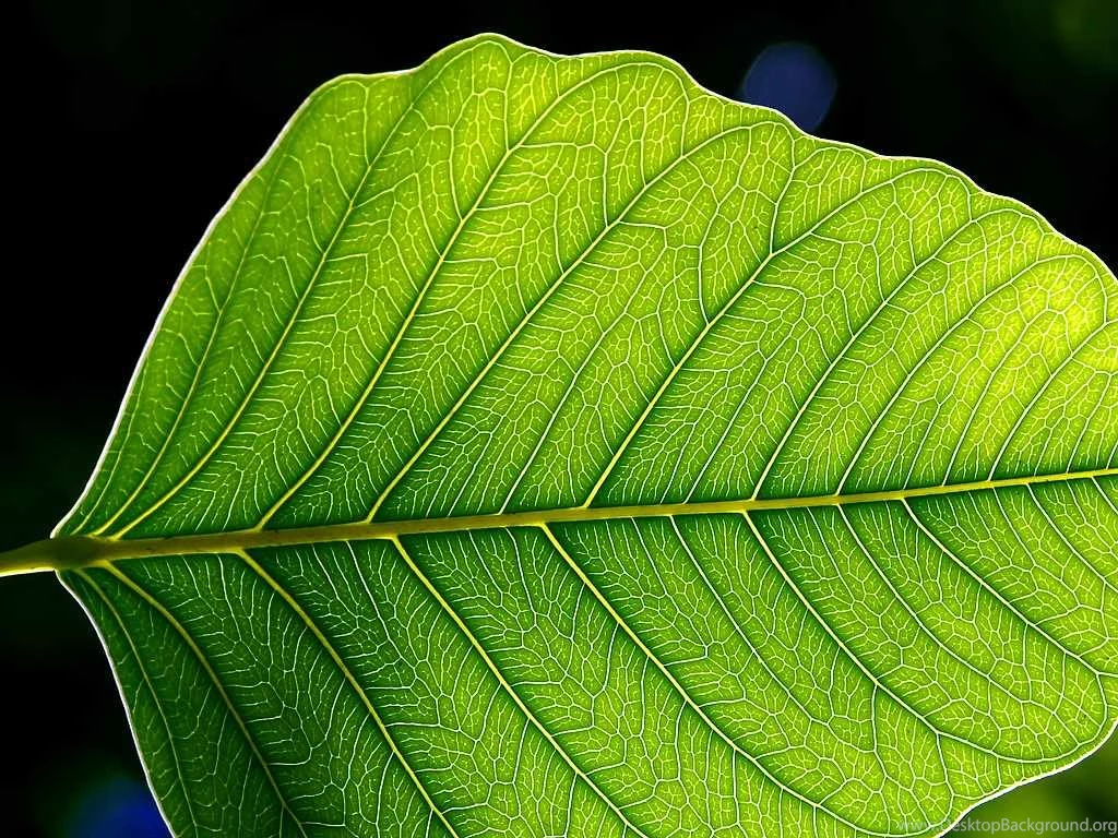 1400x936px » Green Leaf Wallpapers