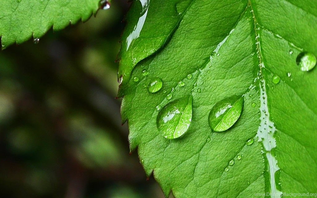 Green Leaf Wallpapers Hd