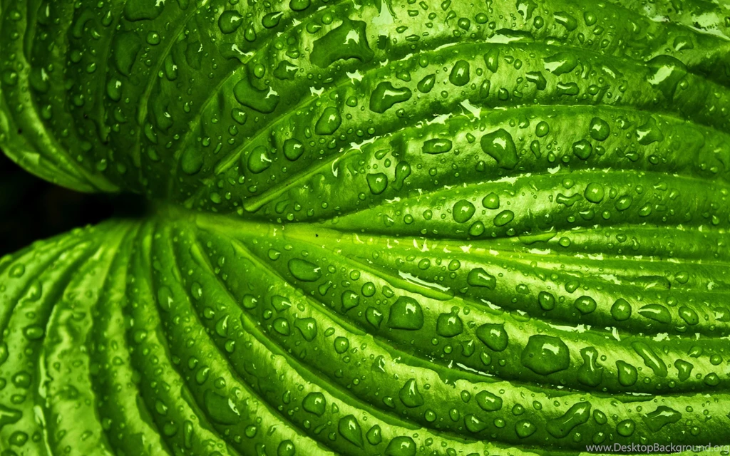Green Leaf With Rain Drops HD Wallpapers. 4K Wallpapers