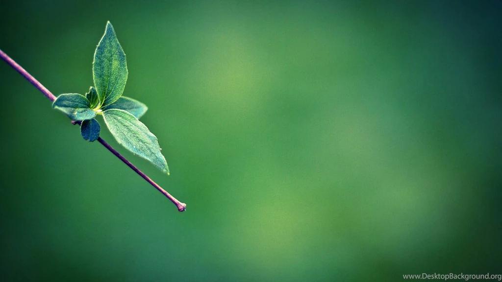 Leaf Green Wallpapers