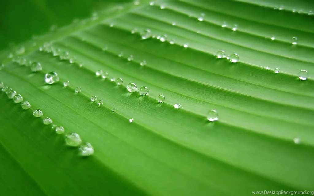 Banana Leaf, Green, Dew, Water Drops HD Wallpapers