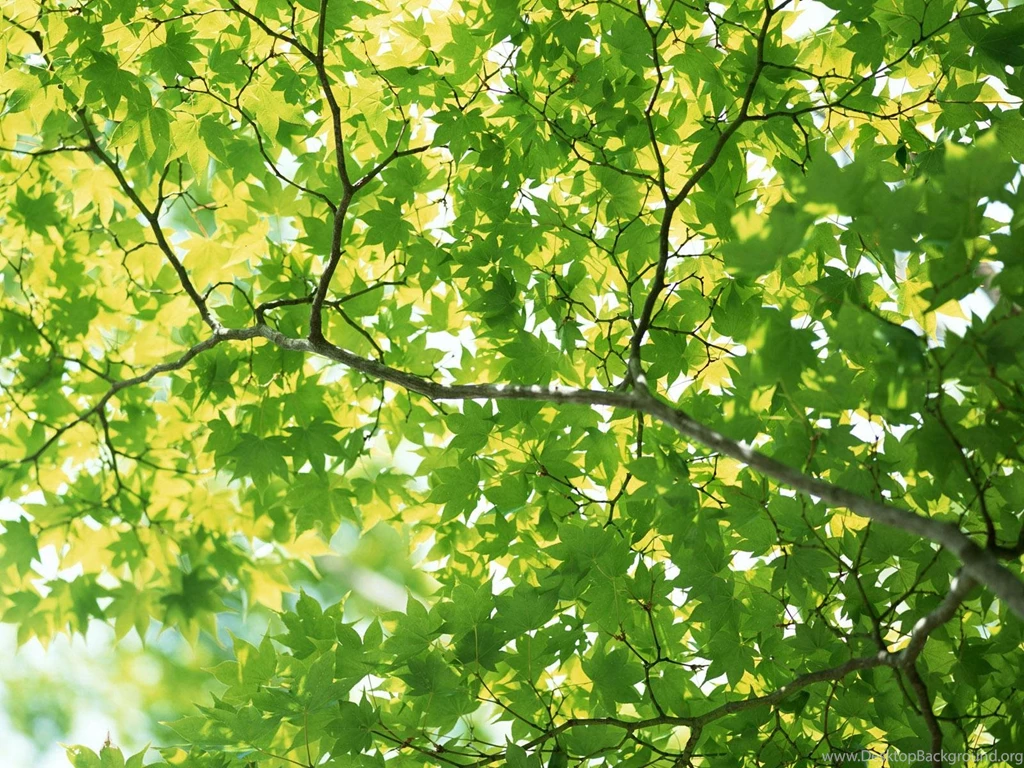 Leaves Backgrounds