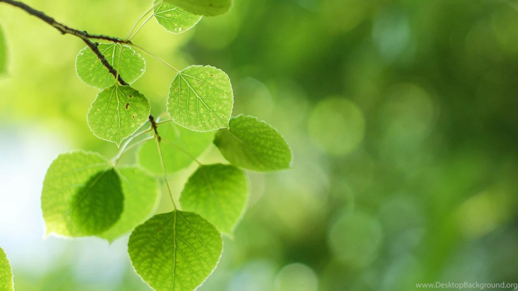 Leaf, Green, Tree Branches, Fresh Eye Desktop >> HD Wallpaper, Get ...
