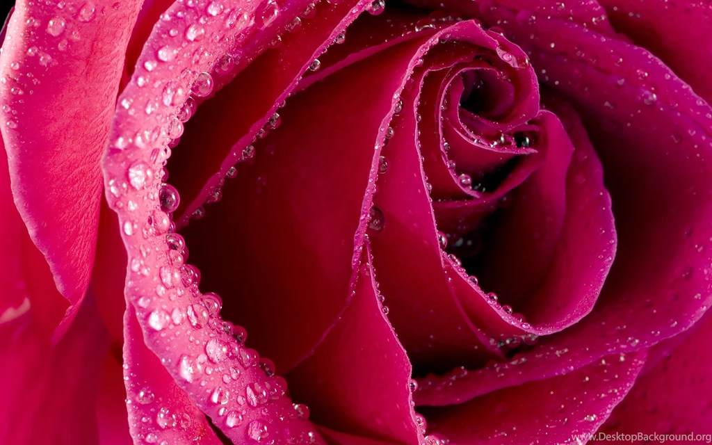 Free Download Of Flower Wallpapers HD Wallpapers Desktop ...