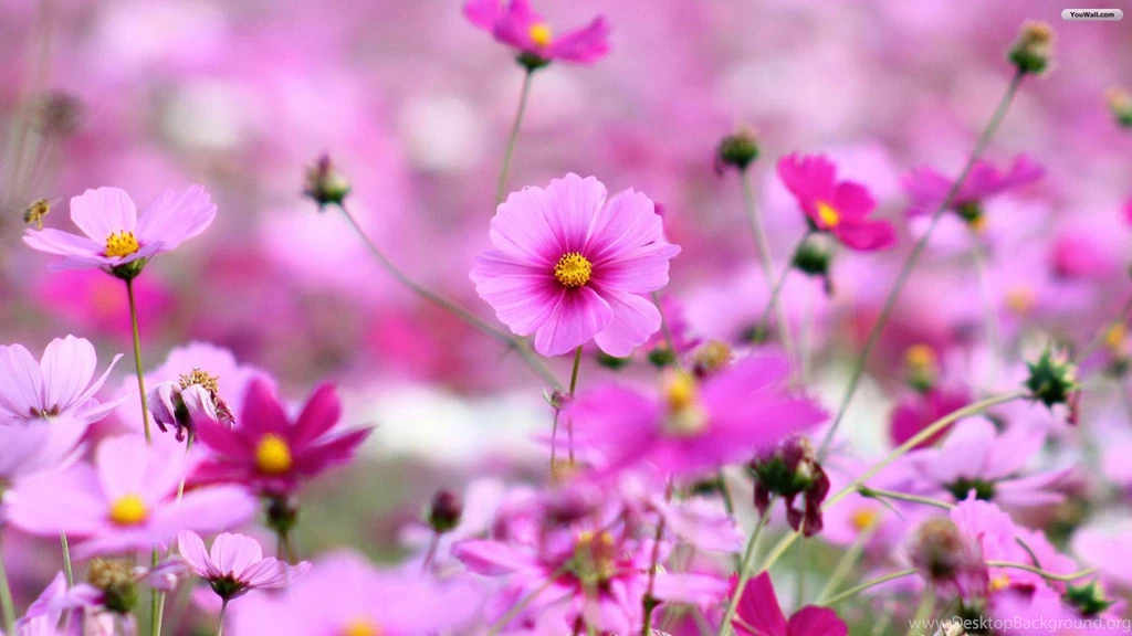 YouWall Purple Flowers Wallpapers Wallpaper,wallpapers,free ...