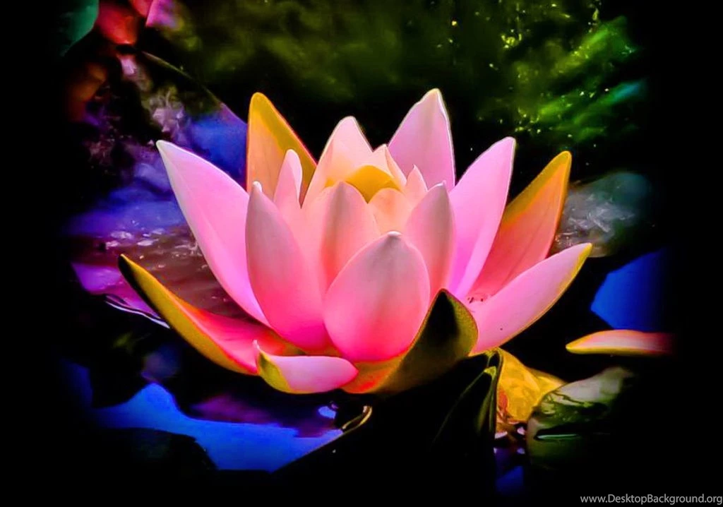 Hd Flowers Wallpapers