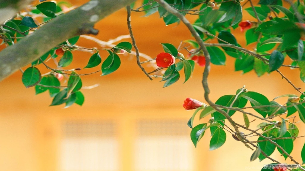 Free Flower Wallpapers Cg Flowers Wallpapers 1366x768 Wallpapers