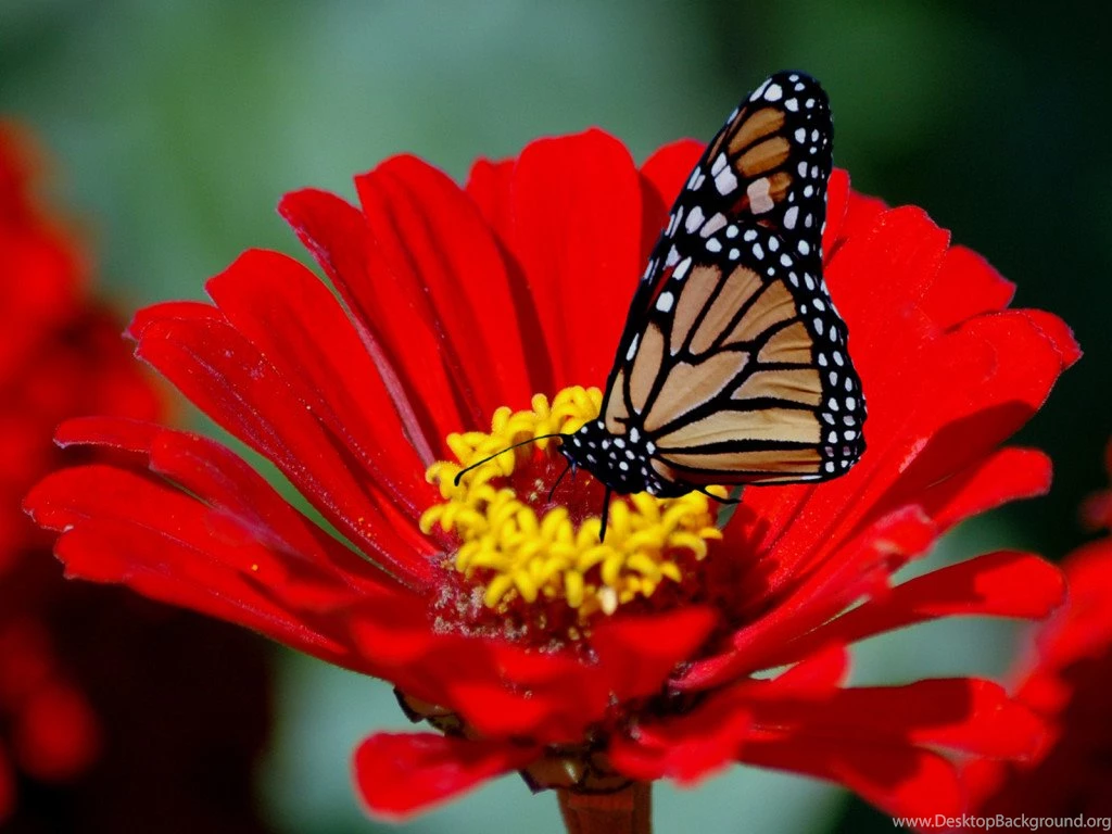 Awesome Flower HD HD Wallpapers Free Download