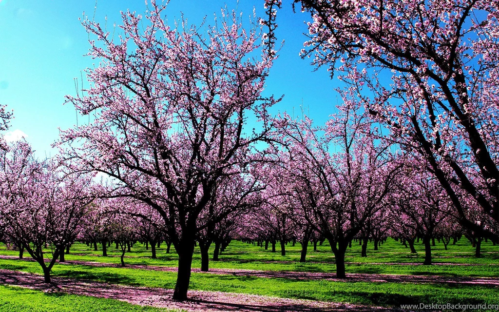 Spring Desktop Wallpapers