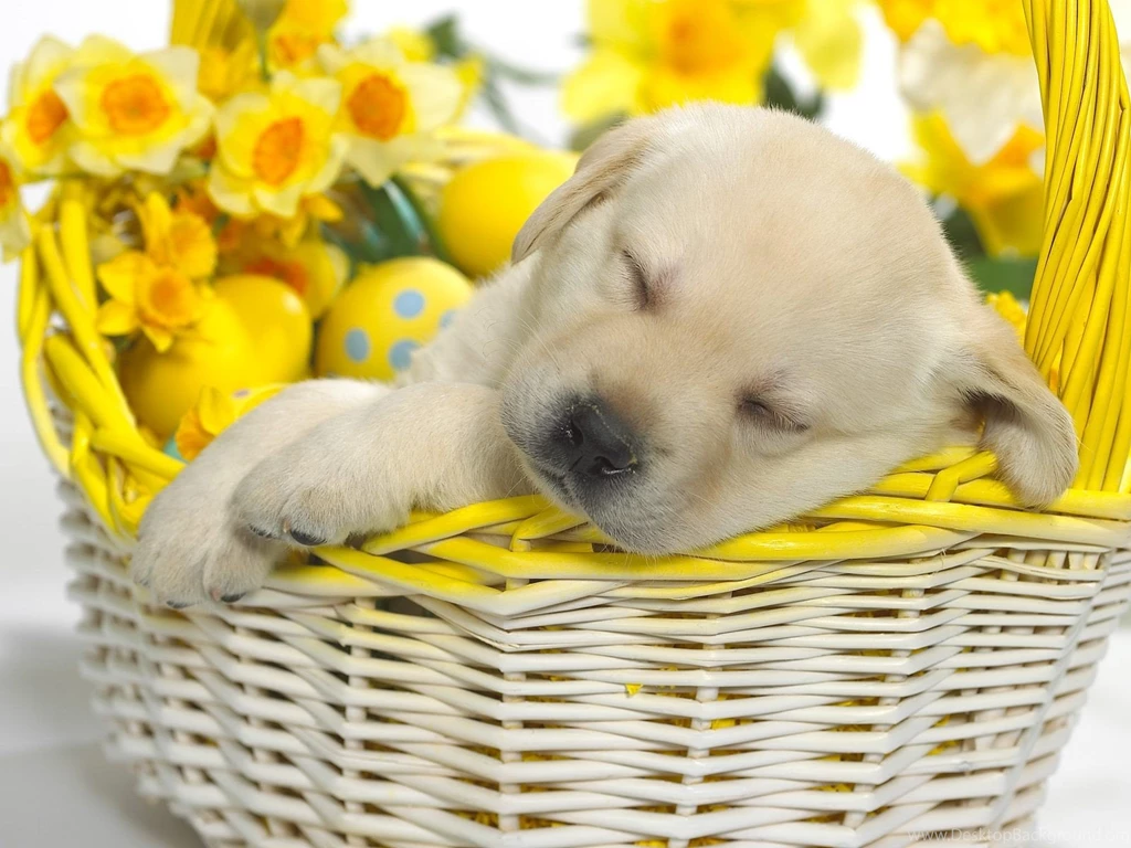 Springtime Snooze Puppy Easter Dog Spring Dogs Free Download ...