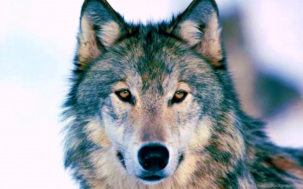 Timber Wolf Wallpapers Wallpapers Cave