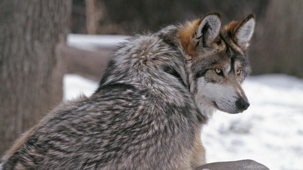 International Minnesota Timber Wolf Wallpapers