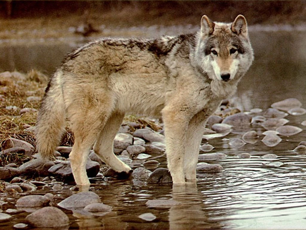 Timber Wolf Wallpapers   Wallpapers Cave