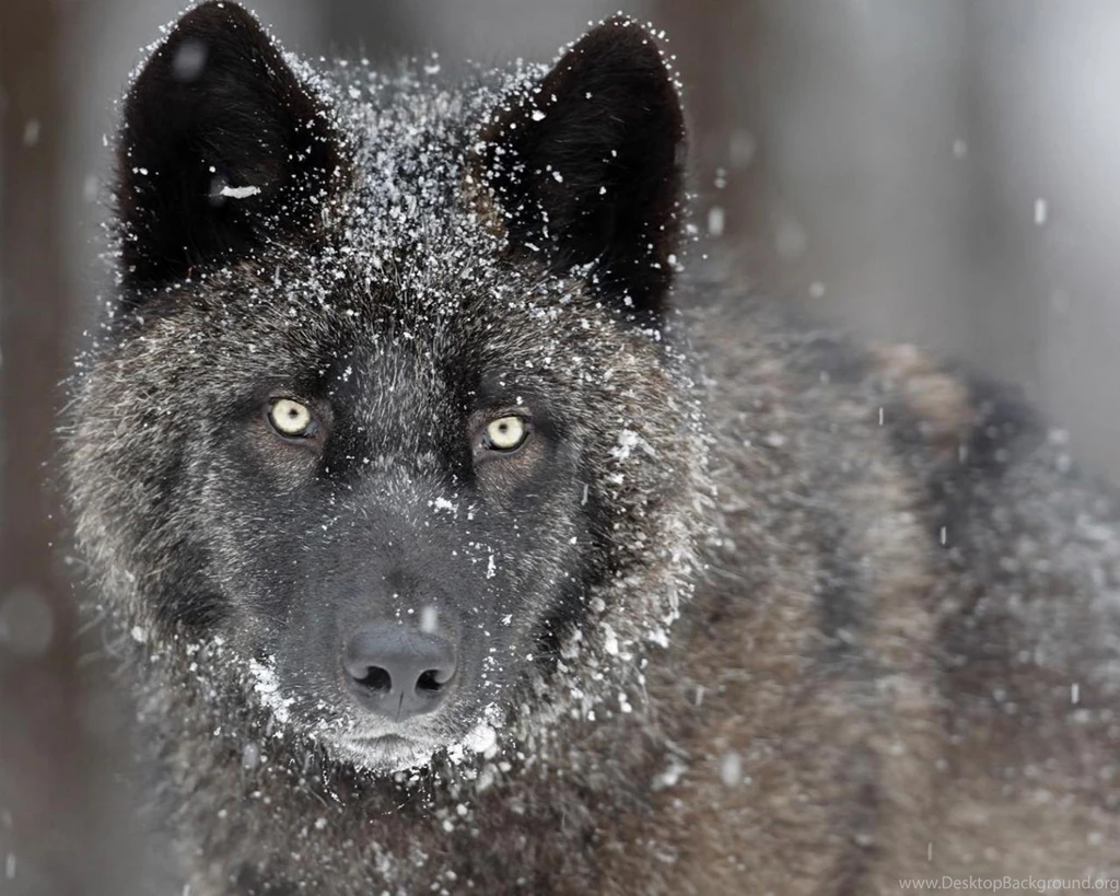 BLACK TIMBER WOLF WALLPAPER (