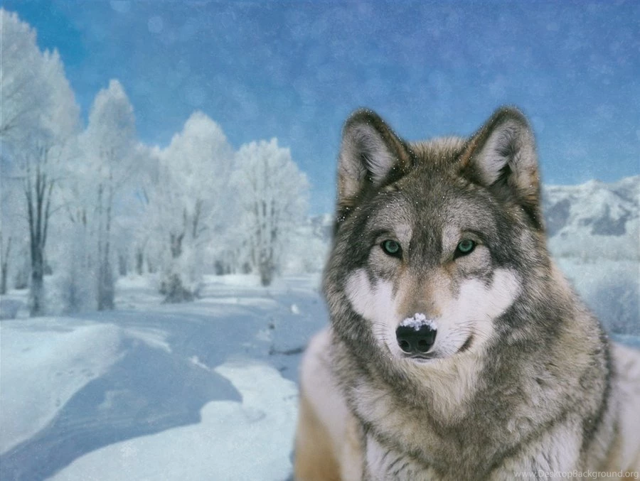 Winter Timber Wolf By Kaito42 On DeviantArt