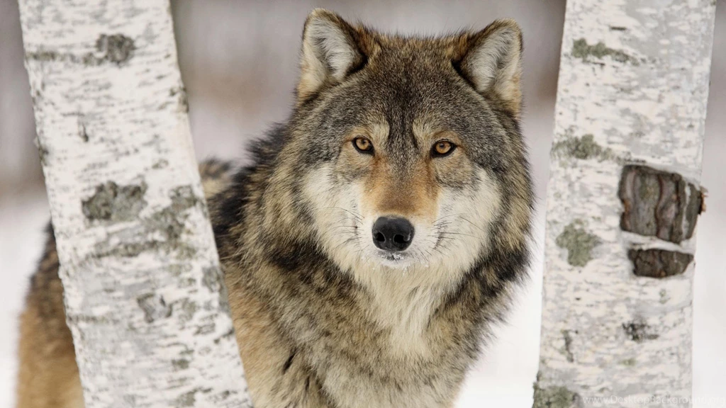 Timber Wolf Animal