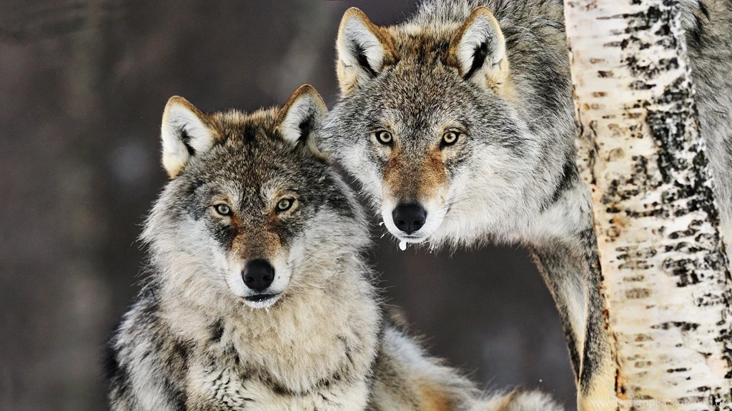 Timber Wolves Friendship White Grey Wolf Maned Nature Wild Animal ...