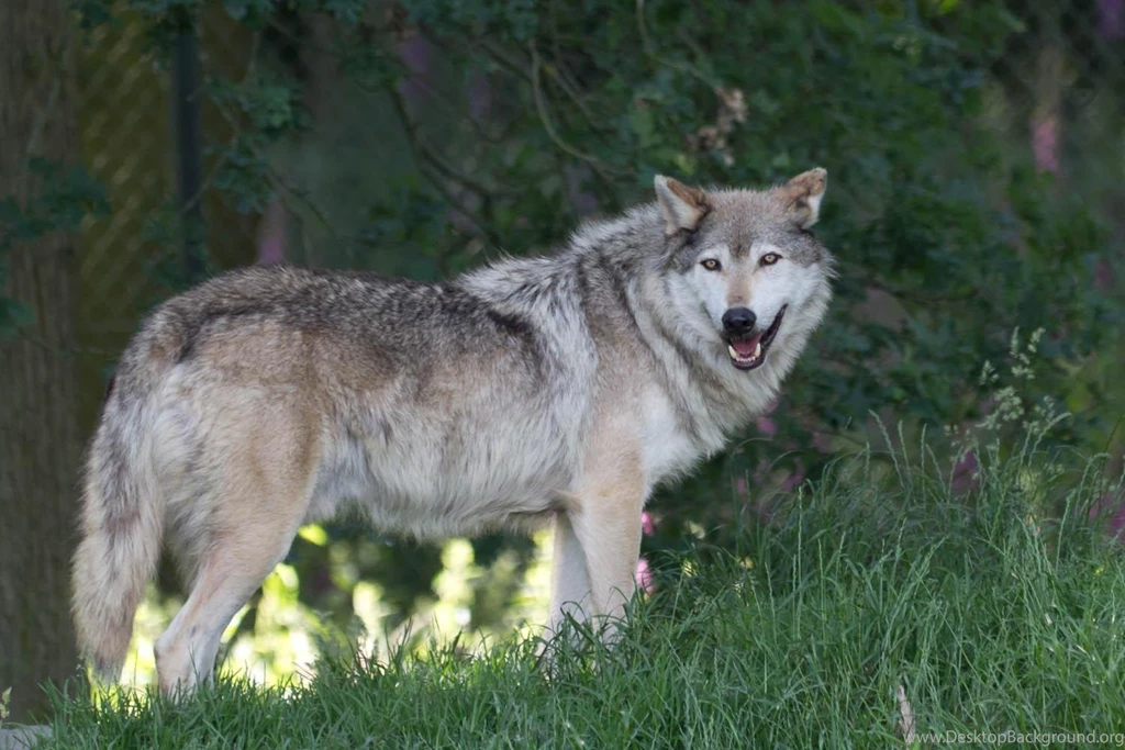 Timber Wolf (