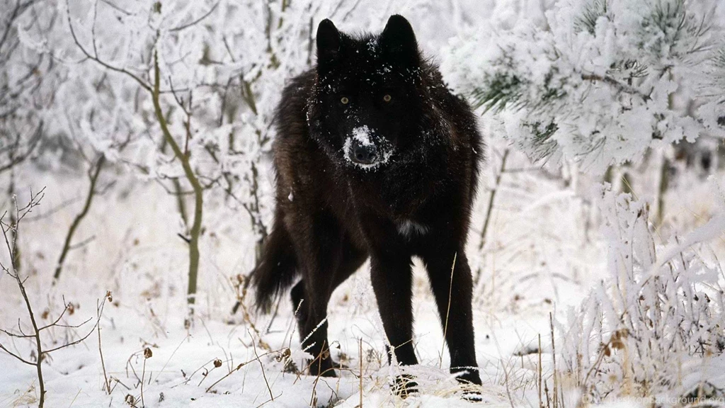 Desktop Hd Black Timber Wolf Pictures