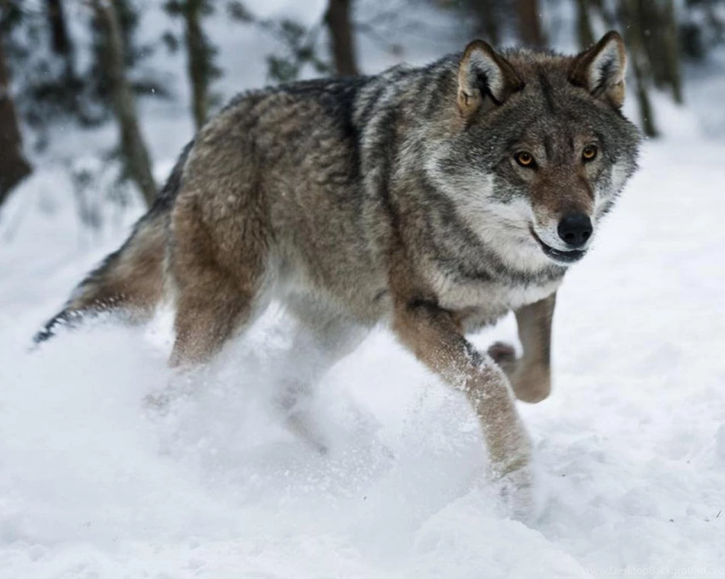 Attacking Wolf Wallpapers   (