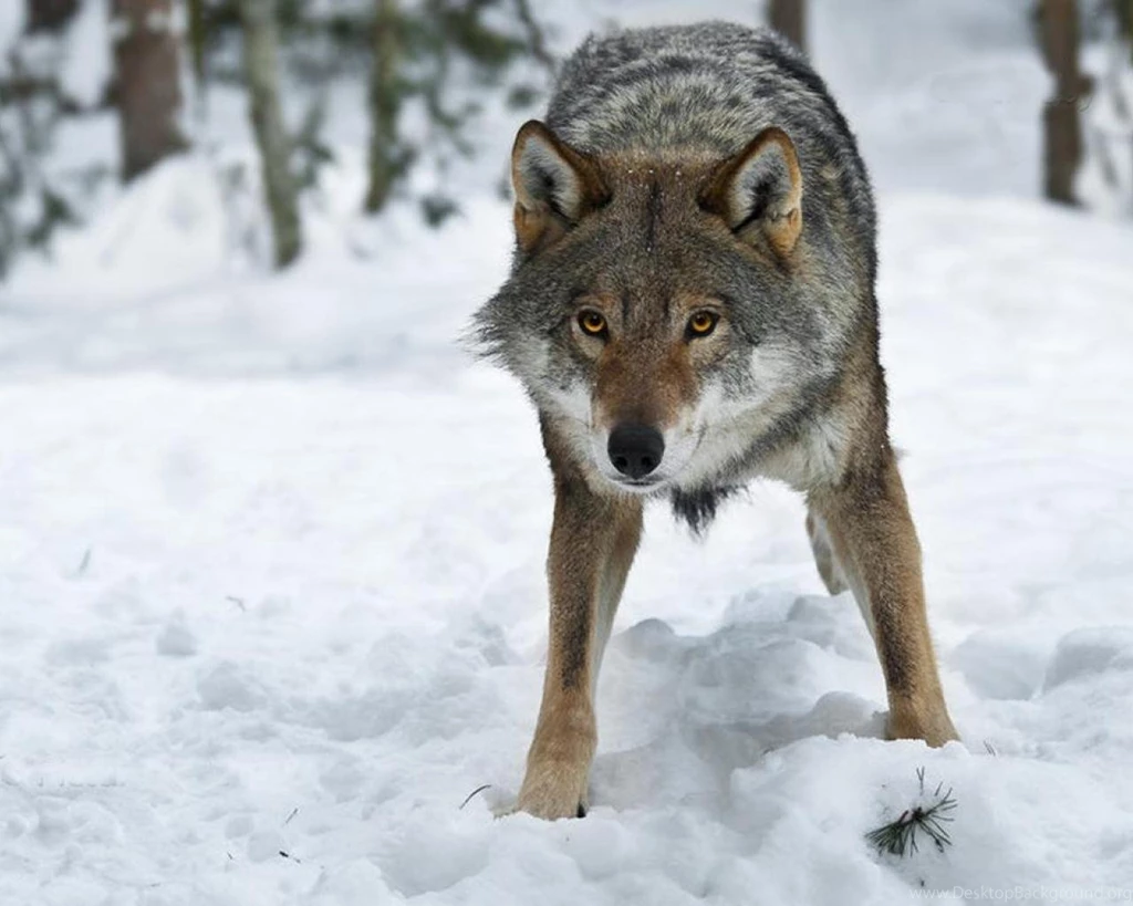 I Think I Trust You Wallpapers (