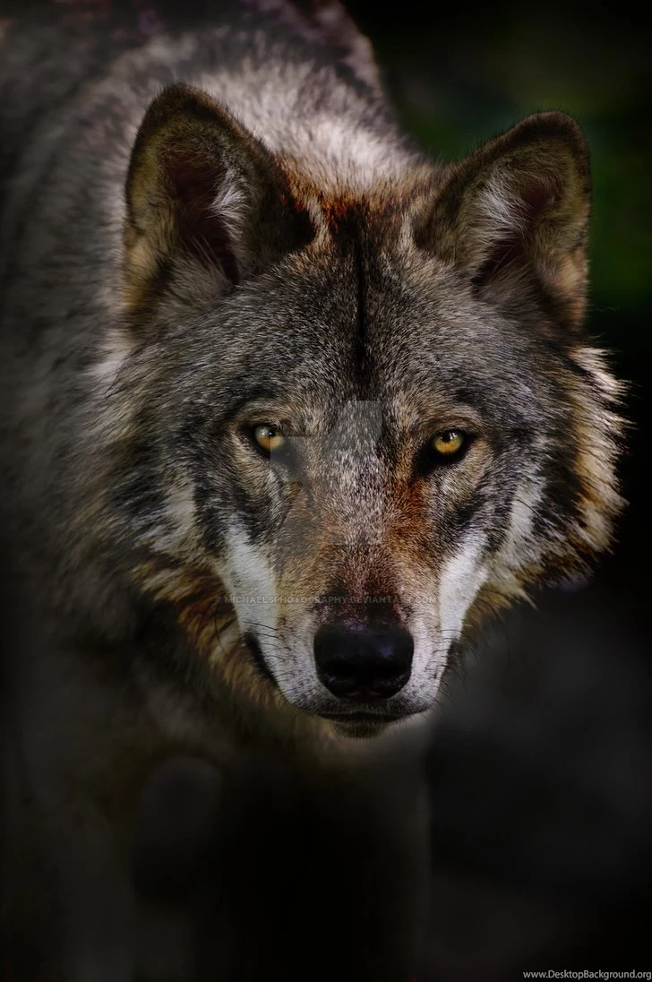 Timber Wolf Portrait 2 By MichaelsPhotography On DeviantArt