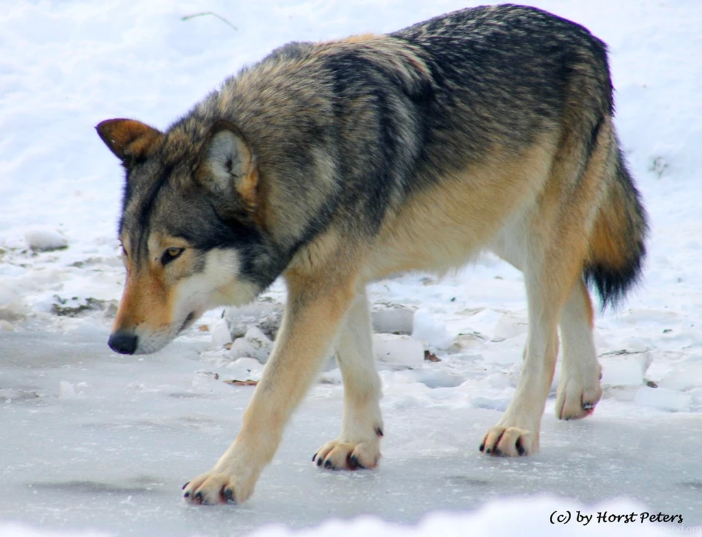 Timber Wolf / Timberwolf 3 By Bluesgrass On DeviantArt