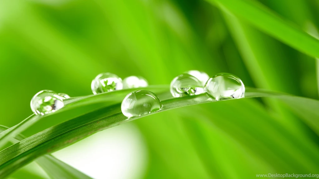 Dew Drops HD Wallpapers HD Wallpaper Backgrounds Of Your Choice