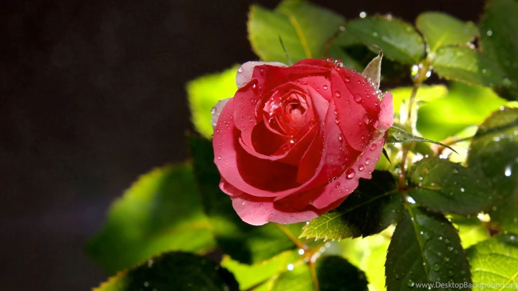 Download Wallpapers 3840x2160 Rose, Petals, Leaves, Dew Drops 4K ...