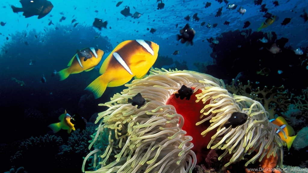 Wallpapers Deep House Music Ocean Life Hd 1920x1080