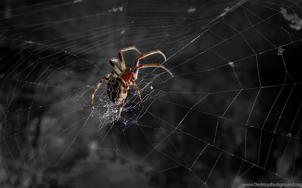 Spider Webs Desktop Wallpapers 2 － Animal Wallpapers   Free ...