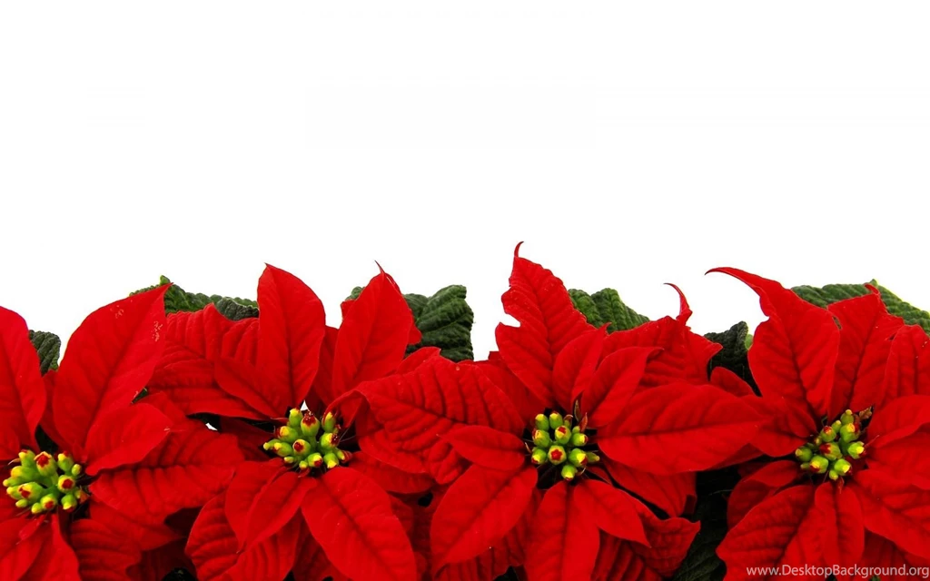 Download Wallpapers 3840x2400 Poinsettia, Flower, Bright, Row ...