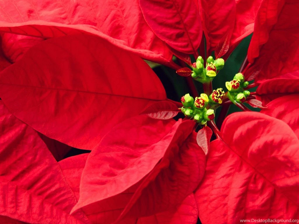 Christmas Poinsettia Wallpapers