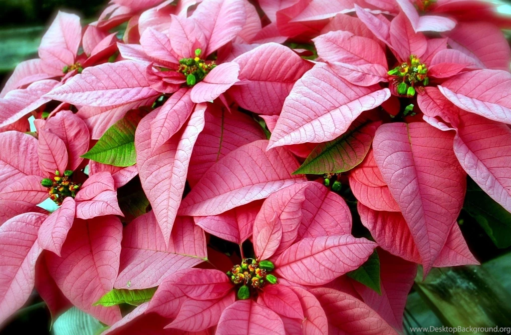 Poinsettia >> HD Wallpaper, Get It Now!