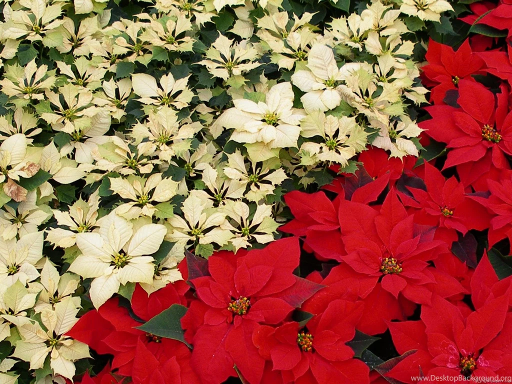 MLeWallpapers.com White And Red Poinsettias