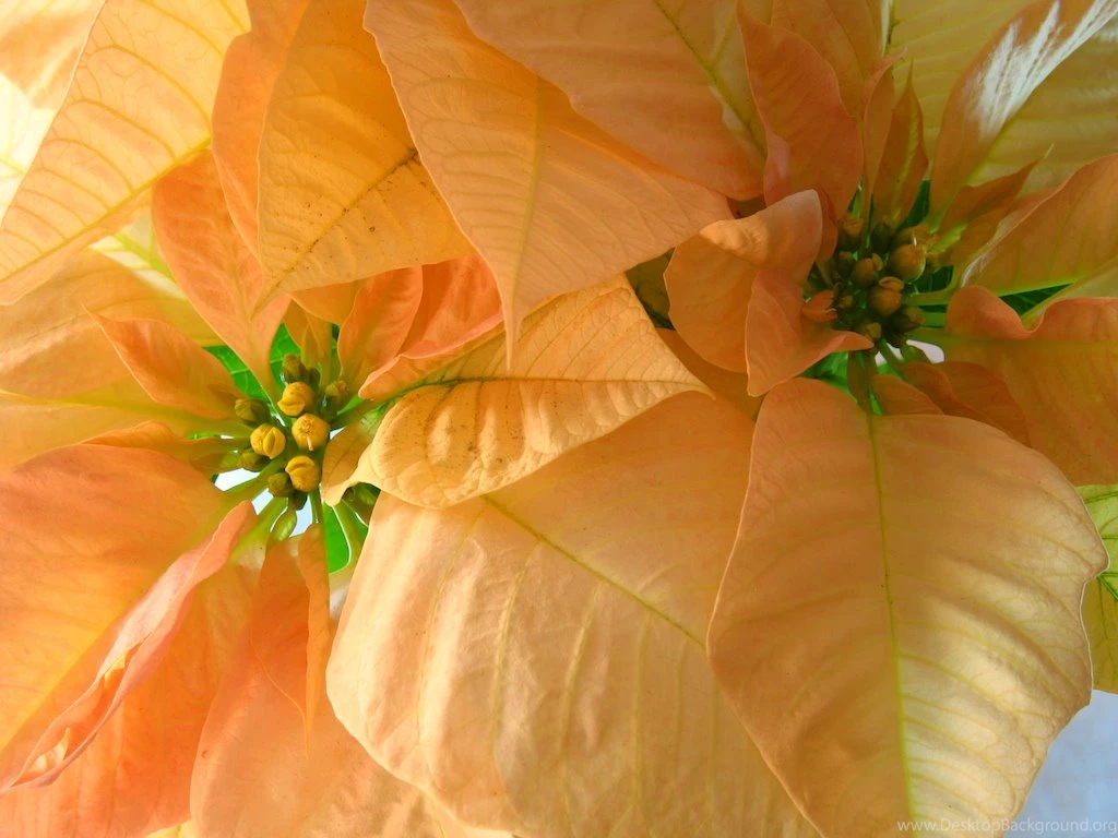 Yellow Guatemalan Poinsettias Wallpapers – AntiguaDailyPhoto.Com