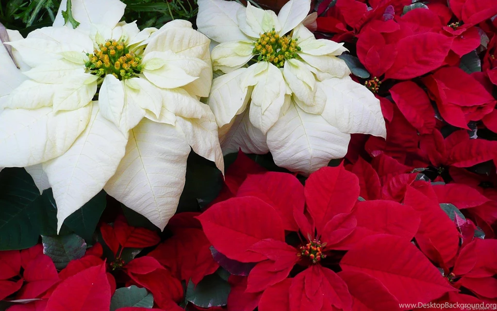 MLeWallpapers.com White And Red Poinsettias II
