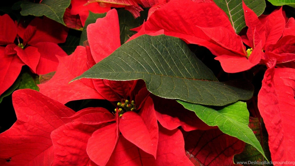 Download Wallpapers 1920x1080 Poinsettia, Flowers, Lie, Backgrounds ...